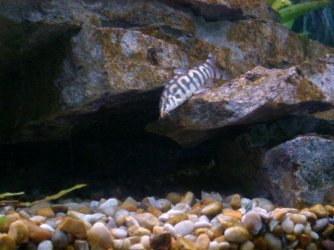 finned_friends3_053.jpg