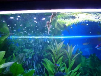 corys_cube.webp