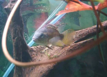 Male_Chromidotilapia_finleyi.webp