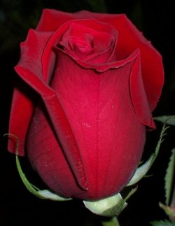 roses_2.jpg