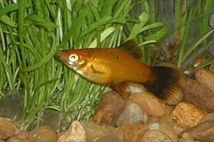 Swordtail.webp