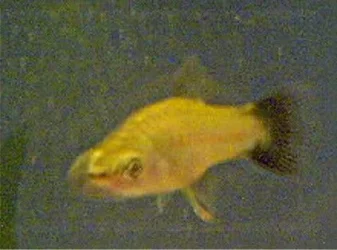 chub.webp