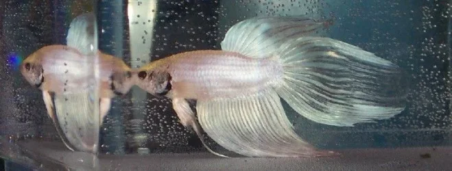 new_white_betta_boy_2a.webp