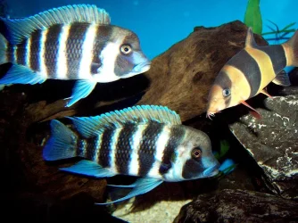 front_and_clown_mar17.webp