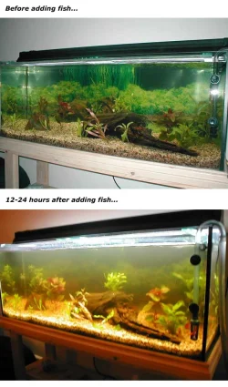before_after.webp