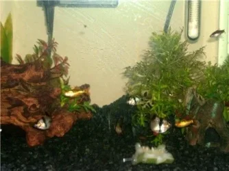 fishpics2_001.webp