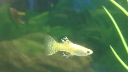 Guppy.webp