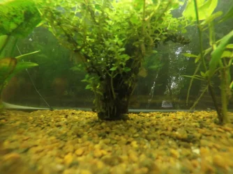 Plant Roots 1-min.webp