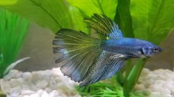 Betta_tail.jpg