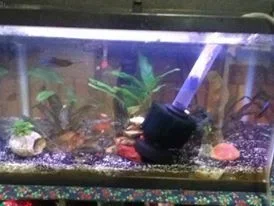 betta tank2.0.webp