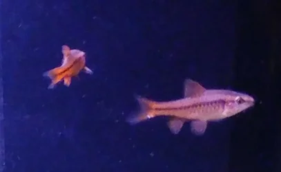 fishies.webp