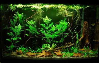 29g Aug 16-16.webp