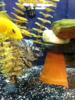 OBP3.webp