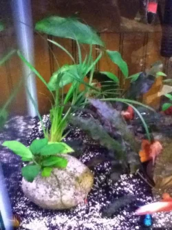 newplant2.webp