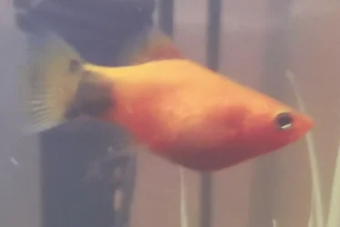 platy 1.webp
