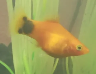 platy 2.webp