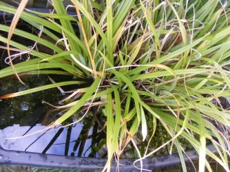 DSCF4036.webp