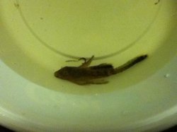 longfinplec.jpg longfinplec.jpg
