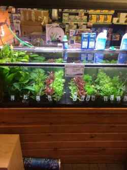 plants.webp