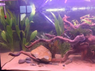 Fish Tank R.webp Fish Tank R.webp