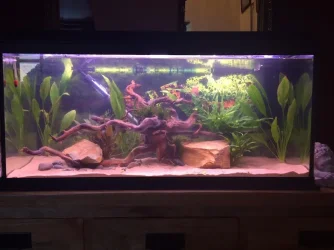 Fish Tank.webp Fish Tank.webp