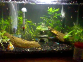 Fish picture.webp