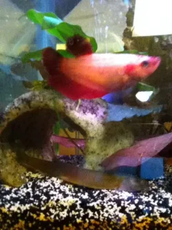 blackloach1.webp blackloach1.webp