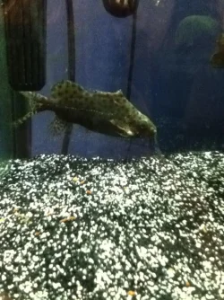 synodontis1.webp