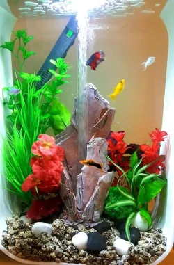 fishtank.webp