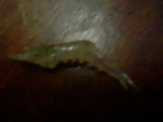 deadshrimp.webp