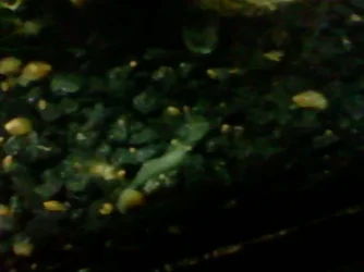 shrimp1.webp
