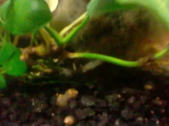 shrimp2.webp