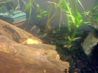 shrimp3.webp