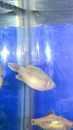 WP_20170102_23_08_03_Pro.jpg