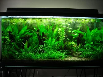 90g Dec 10-09.webp