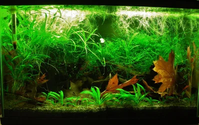 10g Sep 2-15.webp