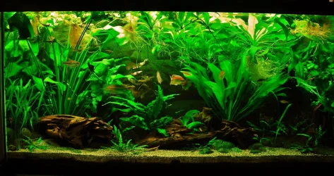 90g Sep 5-16.webp
