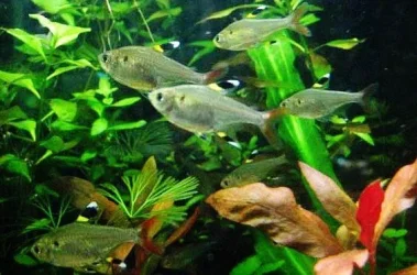 Pristella maxillaris group.webp