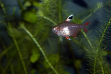 Candy Cane Tetra.webp