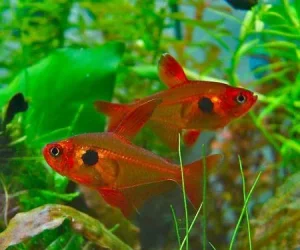 Hyphessobrycon sweglesi pair.webp