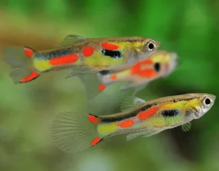 Endler Guppy Male.webp