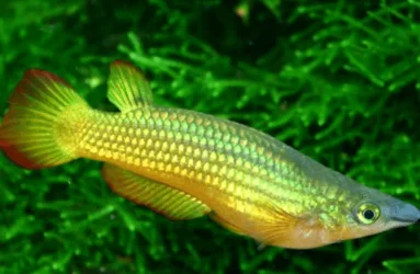 Golden Panchax.webp