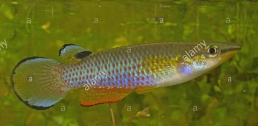 Blue Panchax.webp
