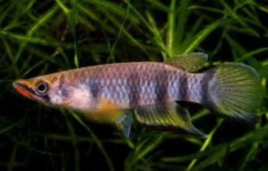 Firemouth Panchax.webp