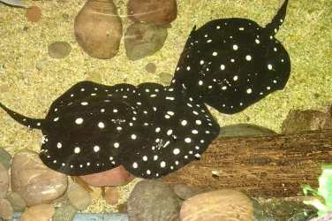 Potamotrygon leopoldi.webp