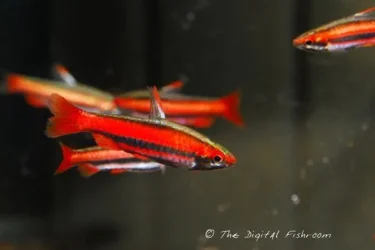 Nannostomus mortenthaleri5.webp
