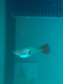 image.webp