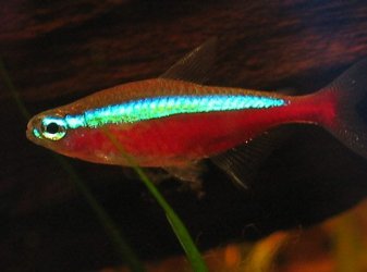 Paracheirodon axelrodi Br2.jpg