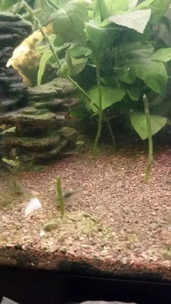 32-new palespotted cory.webp