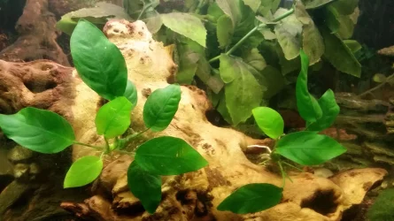 32-anubias.webp